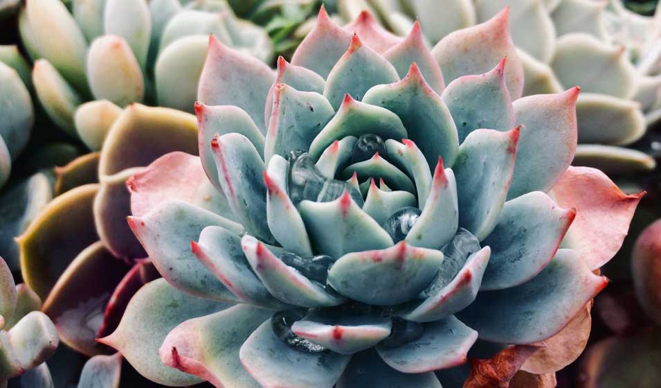 Plantes Faciles à Entretenir: Astuces et Sélection pour un Jardin Éclatant